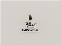 藏品(鞘翅目(2))的圖片